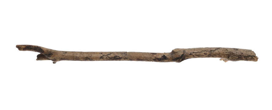  Old, dry, rotten conifer branch isolated on white background, clipping path