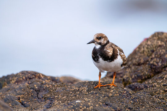 Ruddy turnstone perched on the shore.
