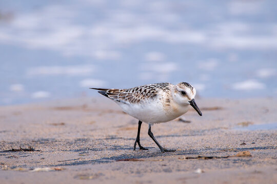 Sanderling resting on the coast.