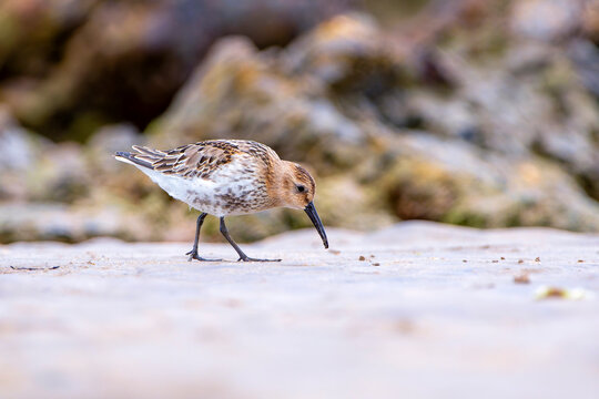 Dunlin, calidris alpina feeding on the beach sand.
