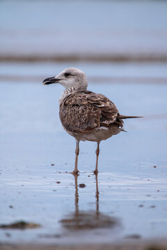 Lesser Black-backed Gull, Larus fuscus.
