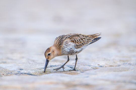 Dunlin, calidris alpina feeding on the beach sand.