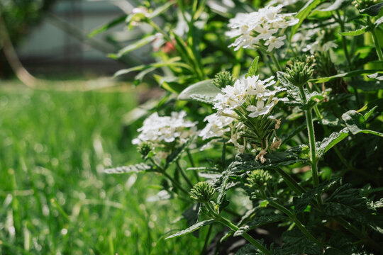 White flowers blooming amidst green foliage in a lush garden, suggesting outdoor gardening and natural beauty.