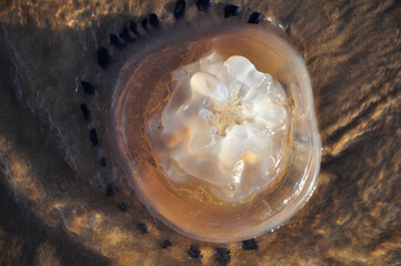 jellyfish on sand © eliana