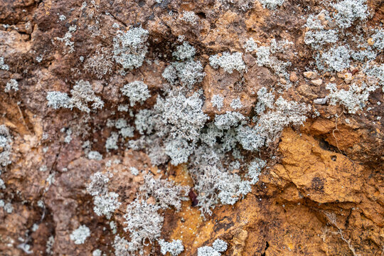 Waimea Canyon Basalt, Napali Member, Tholeiitic basalt. Weathered. Pu&rsquo;u O Kila Lookout. Kokeʻe State Park, Kauai County, Hawaii. Weathering. Cladonia skottsbergii is a species of lichen
