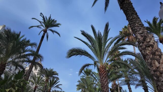 Palm tree skyline looking at the sky on Explanada de Espa&ntilde;a in Alicante Spain during the day