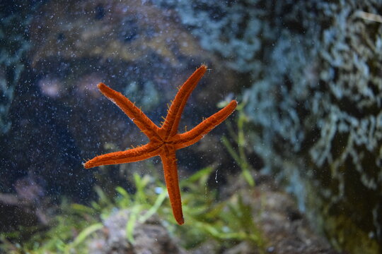 red star fish