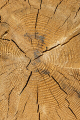 Fototapeta premium Detailed macro texture of a severed tree trunk cross section. The wood surface displays concentric annual growth rings, deep radial cracks, and raw timber grain under outdoor lighting.