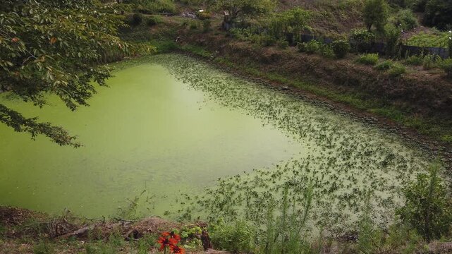 High Angle at Irrigation Pond with Orange Flowers Rural Landscape Okayama Japan