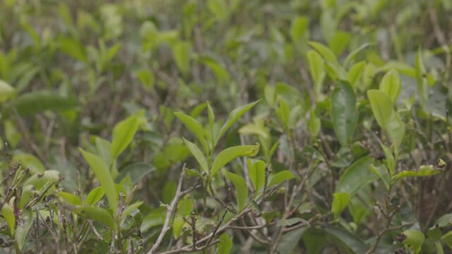 Lush green tea bushes fill the frame. ProRes 422 10 bit C-LOG video..
