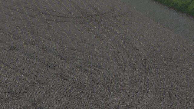 Young cereal crops growing across cultivated farmland with tractor tracks and emerging green rows in Po Valley