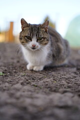 cat on the beach © Mariia Halunka