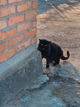 A black cat with bright eyes peeks around a brick wall, standing on a concrete surface in an outdoor setting. The scene captures a moment of curiosity and alertness.