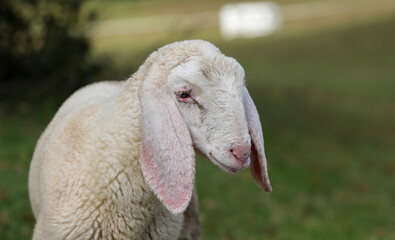 Close up portrait of a young white lamb with long floppy ears in a pasture © ChiccoDodiFC