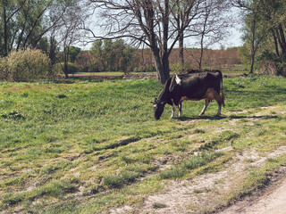 A cow grazing peacefully in a lush green pasture surrounded by trees on a sunny day, suggesting rural life and agriculture. © Алла Морозова