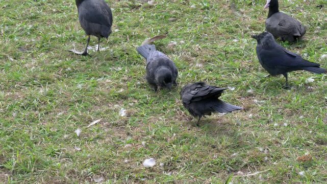 Jackdaws (Corvus monedula) having a confrontation. August, Kent, UK. [Half speed]