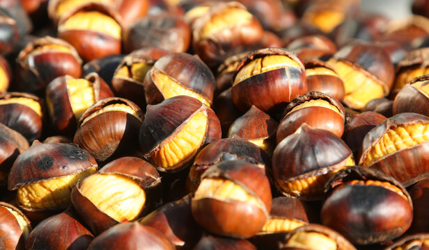 Roasted chestnuts with cracked brown shells ready to eat