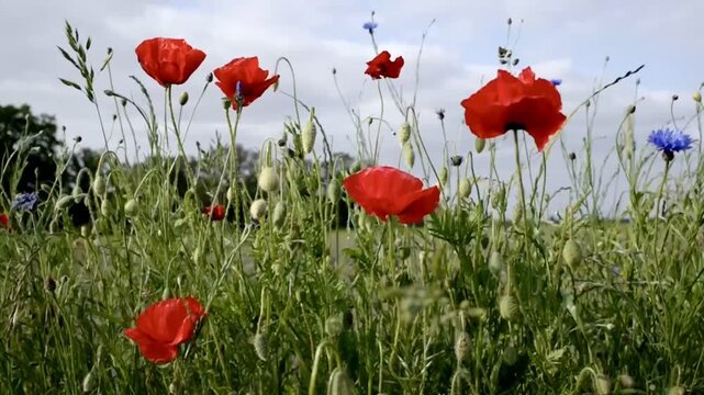 Poppies and cornflowers swaying in the wind in front of an agricultural field