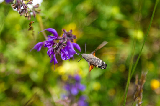 Hummingbird hawk moth Macroglossum stellatarum hovering near purple wildflower in meadow