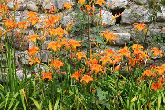 Bright orange daylilies blooming in garden against old stone wall