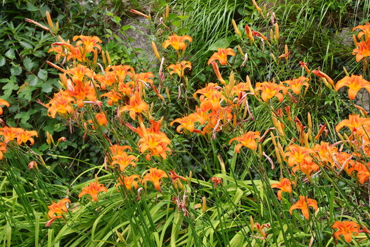 Beautiful orange daylily flowers blooming in green garden during summer