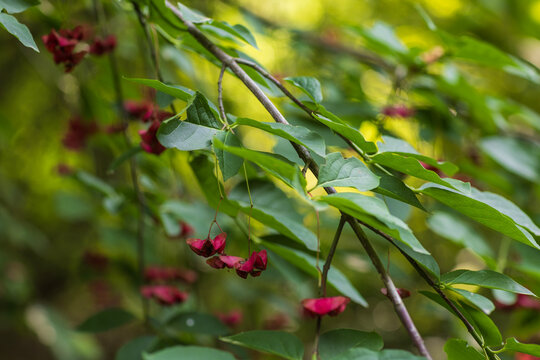 Close-up shot of pink spindle tree fruit capsules hanging from thin stems amidst vibrant green foliage on a tree branch in a natural forest environment.