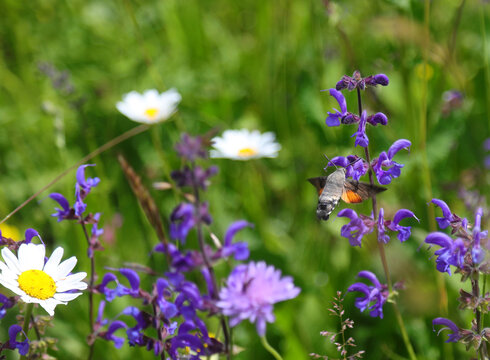 Hummingbird hawk moth hovering and feeding on purple wildflower in summer meadow