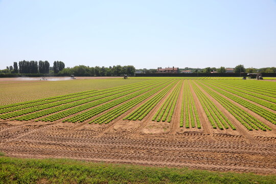 Agricultural field with rows of fresh green lettuce cultivation in Cavallino