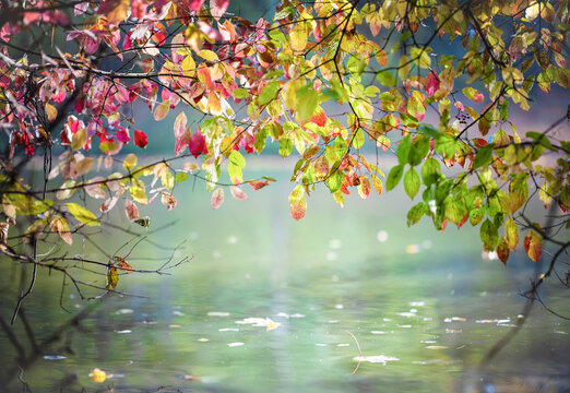 Beautiful autumn leaves and their reflection in the river water. Landscape in the style of the impressionists on the theme of autumn,  fall, weather. Forest and river in autumn.