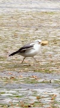 A seagull steals an old bread roll from another  and runs away with it