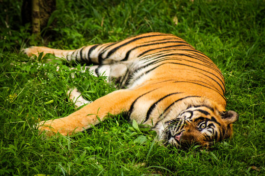 Sumatran Tiger Resting on a Grass Field 