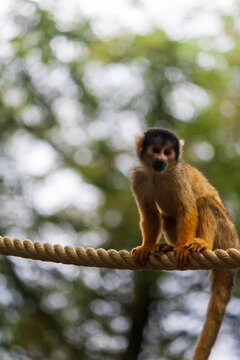 Squirrel Monkey Sitting on a Rope