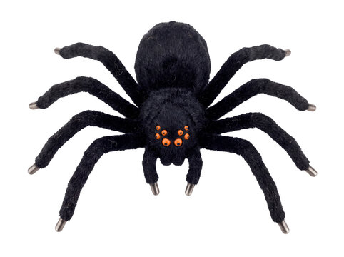 Fake spider isolated on a transparent or white background. Creepy black hairy tarantula toy for autumn Halloween party, scary gothic horror concept and spooky night celebration.