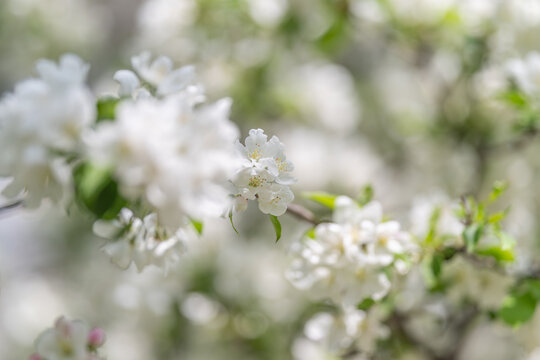Closeup reveals natural floral elements. Plant features showcased through detailed petal imagery. Fine petal textures with stamens and intricate vein patterns highlighted