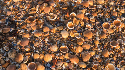 Dense Seamless Carpet of Cockle, Clam and Mussel Shells on a Wet Beach at Golden Hour — Concept: Natural Seamless Background, Coastal Texture and Marine Abundance © Svetlana
