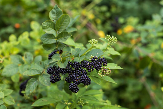 Close-up photo of dark purple ripe and green unripe berries growing on a European dwarf elderberry plant in a natural forest setting.