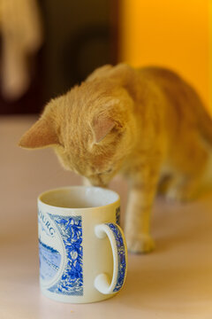 Ginger cat curiously drinks from a blue and white cup. Soft focus background adds a warm, cozy mood. The cat appears calm and curious. Ideal for home, pet, or morning coffee themes