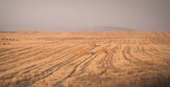 Agricultural fields with yellow mown grass at sunset in Tajikistan. Haystacks are made from dry grass. Warm landscape, evening panorama, and view of fields