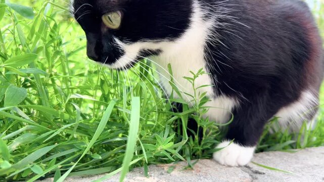 Black and white domestic cat sniffs tall grass near sidewalk