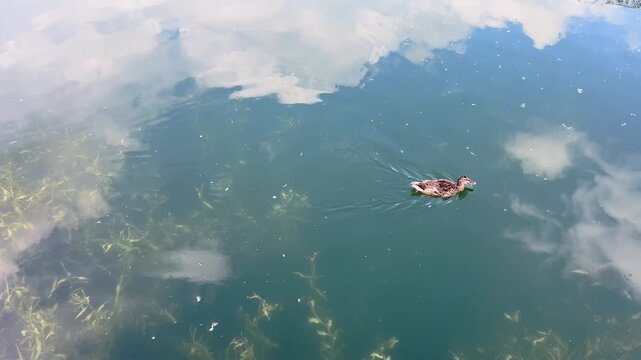 Two ducks swim across reflective pond water beneath cloudy sky