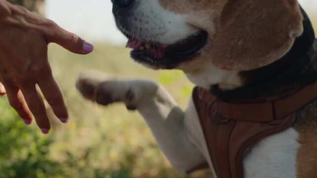 A beagle drinks water during an outdoor excursion, replenishing energy on a sunny day