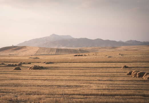 Agricultural fields with yellow mown grass at sunset in Tajikistan. Haystacks are made from dry grass. Warm landscape, evening panorama, and view of fields