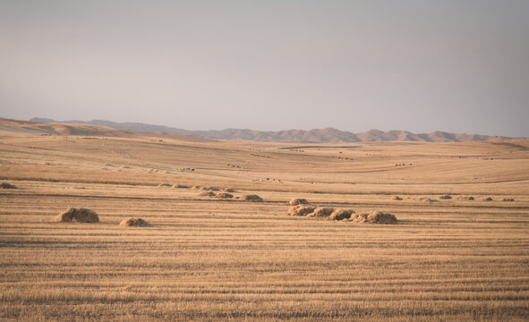 Agricultural fields with yellow mown grass at sunset in Tajikistan. Haystacks are made from dry grass. Warm landscape, evening panorama, and view of fields