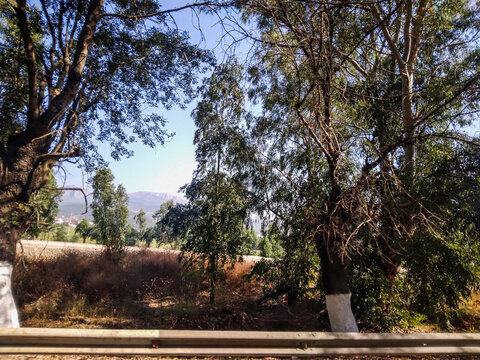 Lush green trees lining a winding country road with distant hazy mountains visible under a clear bright blue sky during a sunny peaceful summer afternoon