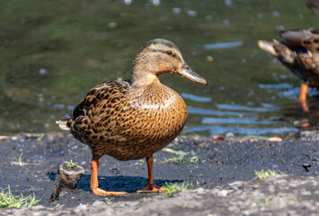 Fototapeta premium Group of wild ducks on the shores the lake