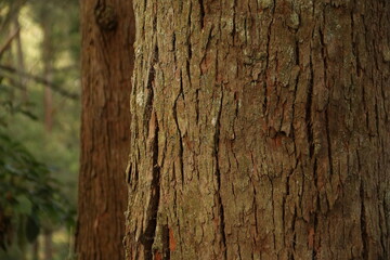 Fototapeta premium Closeup detail shot of an aesthetic abstract eucalyptus tree bark with aged and cracked surface in the forest, perfect for nature-themed content or desain needs or educational needs. 