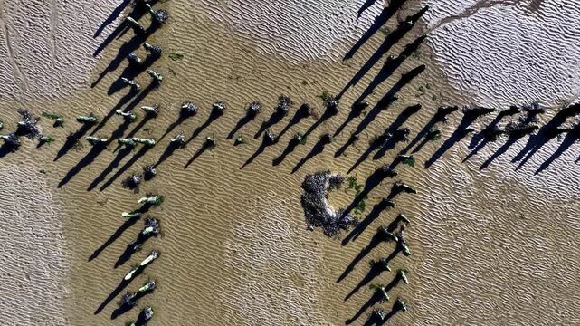 Aerial view of wooden posts arranged in a cross pattern on a tidal mudflat in Bremen, Bremen, Germany.