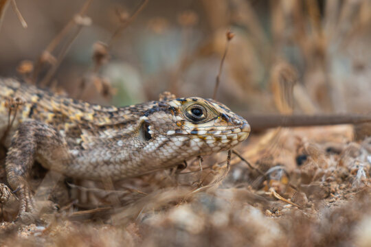 Close up macro profile of a native Chilean lizard