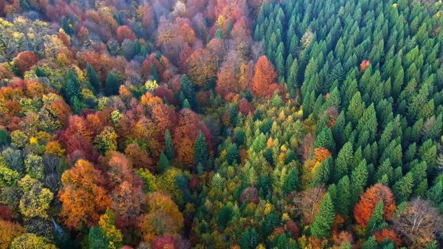 Aerial drone view of colorful autumn forest with vibrant orange and green trees in fall season.