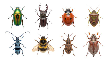 Set of eight realistic insects collection on transparent background perfect for educational projects. © Isolated_png